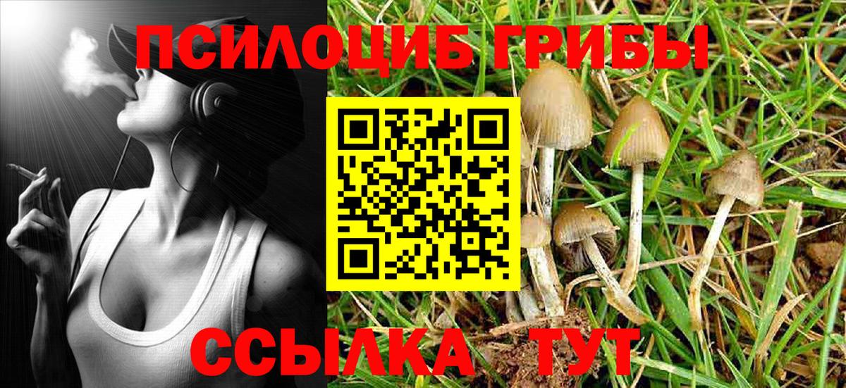Балашов  хочу наркоту  Вход с VPN  Псилоцибиновые грибы Psilocybine cubensis 